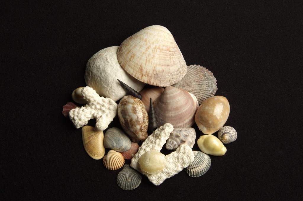 materiaucoquillage